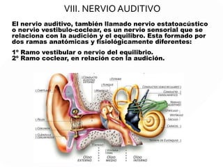 VI. NERVIO MOTOR OCULAR EXTERNO
El nervio abducens, es el nervio que se genera
al lado del bulbo raquídeo y posee como
función el movimiento de un músculo externo
facilitando el movimiento del ojo.
 