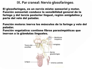 VII NERVIO FACIAL
El nervio facial es un nervio craneal mixto, fibras sensitivas
como motoras. Por ser un par craneal, emite dos fibras, una
que corre por el lado derecho de la cara y el contralateral
por la izquierda. Nace en el tallo cerebral y controla los
músculos de expresión facial, así como el sabor en los dos
tercios anteriores de la lengua.
 