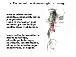 VIII. NERVIO AUDITIVO
El nervio auditivo, también llamado nervio estatoacústico
o nervio vestibulo-coclear, es un nervio sensorial que se
relaciona con la audición y el equilibro. Esta formado por
dos ramas anatómicas y fisiológicamente diferentes:
1º Ramo vestibular o nervio del equilibrio.
2º Ramo coclear, en relación con la audición.
 