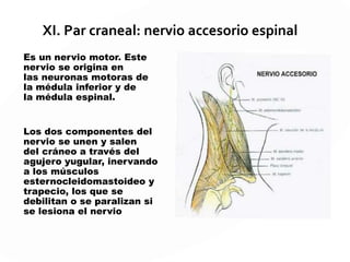 IX. Par craneal: Nervio glosofaringeo.
El glosofaringeo, es un nervio mixto: sensorial y motor.
Función sensorial: conduce la sensibilidad general de la
faringe y del tercio posterior lingual, región amigdalina y
parte del velo del paladar.
Función motora: inerva los músculos de la faringe y velo del
paladar.
Función vegetativa: contiene fibras parasimpáticas que
inervan a la glándulas linguales.
 
