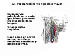 X. Par craneal: nervio neumogástrico o vago
Nervio mixto: motor,
sensitivo, sensorial, motor
y vegetativo.
Hace la inervación más
extensa, ya que incluye
cuello, tórax y abdomen.
Nace del bulbo raquídeo e
inerva la faringe,
el esófago, la laringe,
la tráquea, los bronquios,
el corazón, el estómago,
el páncreas, el hígado.
 