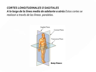 XII. Par craneal: nervio hipogloso mayor
Es un nervio
principalmente motor
que inerva y controla
los músculos de la
lengua.
Origen: bulbo
raquídeo
Nace como un nervio
motor, pero tiene
funciones sensitivas y
propioceptivas.
 