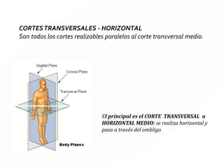 CORTES LONGITUDINALES O SAGITALES
A lo largo de la línea media de adelante a atrás Estos cortes se
realizan a través de las líneas paralelas.
POSTERIOR
ANTERIOR
 