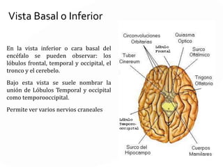 CORTESTRANSVERSALES - HORIZONTAL
Son todos los cortes realizables paralelos al corte transversal medio.
El principal es el CORTE TRANSVERSAL u
HORIZONTAL MEDIO: se realiza horizontal y
pasa a través del ombligo
 