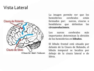 Vista Basal o Inferior
En la vista inferior o cara basal del
encéfalo se pueden observar: los
lóbulos frontal, temporal y occipital, el
tronco y el cerebelo.
Bajo esta vista se suele nombrar la
unión de Lóbulos Temporal y occipital
como temporooccipital.
Permite ver varios nervios craneales
 