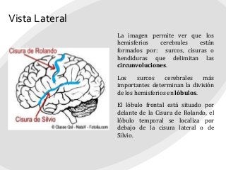 Vista Lateral
La imagen permite ver que los
hemisferios cerebrales están
formados por: surcos, cisuras o
hendiduras que delimitan las
circunvoluciones.
Los surcos cerebrales más
importantes determinan la división
de los hemisferios en lóbulos.
El lóbulo frontal está situado por
delante de la Cisura de Rolando, el
lóbulo temporal se localiza por
debajo de la cisura lateral o de
Silvio.
 