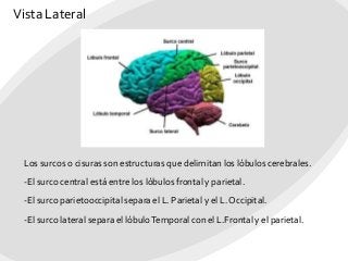Vista Lateral
Los surcos o cisuras son estructuras que delimitan los lóbulos cerebrales.
-El surco central está entre los lóbulos frontal y parietal.
-El surco parietooccipital separa el L. Parietal y el L. Occipital.
-El surco lateral separa el lóbuloTemporal con el L.Frontal y el parietal.
 