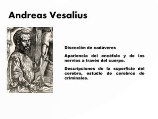 Andreas Vesalius
Disección de cadáveres
Apariencia del encéfalo y de los
nervios a través del cuerpo.
Descripciones de la superficie del
cerebro, estudio de cerebros de
criminales.
 