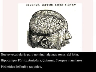 Nuevo vocabulario para nominar algunas zonas, del latín.
Hipocampo, Fórnix, Amígdala, Quiasma, Cuerpos mamilares
Pirámides del bulbo raquídeo.
 