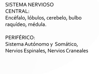 SISTEMA NERVIOSO
CENTRAL:
Encéfalo, cerebelo, bulbo raquídeo,
médula.
PERIFÉRICO:
Sistema Autónomo y Somático,
Nervios Espinales, Nervios Craneales
 