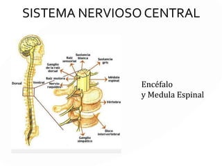 SISTEMA NERVIOSO CENTRAL
Encéfalo
y Medula Espinal
 