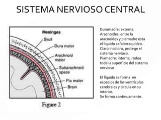 SISTEMA NERVIOSO CENTRAL
Duramadre: externa.
Aracnoides: entre la
aracnoides y piamadre esta
el liquido cefalorraquídeo.
Claro incoloro, protege el
sistema nervioso.
Piamadre: interna, rodea
toda la superficie del sistema
nervioso
El líquido se forma en
espacios de los ventrículos
cerebrales y circula en su
interior.
Se forma continuamente.
 