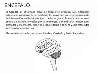 HIDROCEFALIA
Cuando por algún motivo el
volumen de LCR aumenta
dentro de la cabeza y el
cerebro se produce aumento
del tamaño de los
ventrículos, lo que es
conocido como hidrocefalia.
Esto produce un aumento de
presión dentro de la cabeza,
con sufrimiento para el
cerebro.
Porque se produce:
1- Cuando la cantidad de LCR que se produce es mucha.
2- Cuando hay una obstrucción en la circulación del LCR
3- Cuando no se "elimina" todo el líquido que se produce.
 