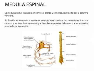 ENCEFALO
El Cerebro es el órgano clave de todo este proceso. Sus diferentes
estructuras coordinan la sensibilidad, los movimientos, el procesamiento
de información y el funcionamiento de los órganos. Es una masa nerviosa
dentro del cráneo, envuelta por las meninges, o membranas: duramadre,
piamadre y aracnoides. Tiene una capa externa o corteza y una estructura
interna o zona subcortical.
El encéfalo consta de tres partes: Cerebro, Cerebelo y Bulbo Raquídeo.
 