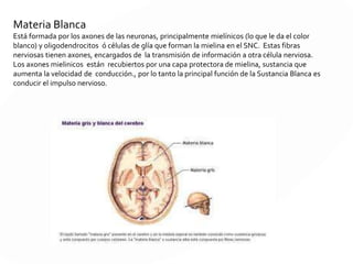 CEREBELO
Ubicado detrás del cerebro y es más pequeño (120 gr.); tiene forma de una mariposa
con las alas extendidas.
Tiene tres partes: dos hemisferios cerebelosos y el cuerpo vermiforme.
Por fuera tiene sustancia gris y en el interior sustancia blanca. Coordina los
movimientos de los músculos al caminar.
 