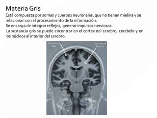 BULBO RAQUIDEO
Es la continuación de la médula, que aumenta de tamaño al entrar en el cráneo.
Regula el funcionamiento de: corazón, músculos respiratorios, movimientos de la
masticación, la tos, el estornudo, el vomito
Por eso una lesión en el bulbo produce la muerte instantánea por paro cardio-
respiratorio irreversible
 
