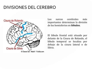 MEDULA ESPINAL
La médula espinal es un cordón nervioso, blanco y cilíndrico, recubierto por la columna
vertebral.
Su función es conducir la corriente nerviosa que conduce las sensaciones hasta el
cerebro y los impulsos nerviosos que lleva las respuestas del cerebro a los músculos
por medio de los nervios.
 