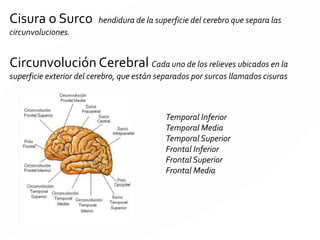 MEDULA ESPINAL
Las neuronas aferentes (neuronas sensoriales o receptoras)
transportan impulsos nerviosos desde los receptores u órganos
sensoriales hacia el sistema nervioso central.
La actividad en dirección opuesta se denomina eferente.
 