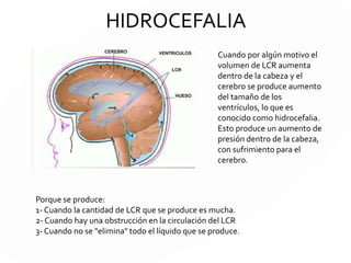 MEDULA ESPINAL
La sustancia gris (o materia gris) corresponde a aquellas zonas del sistema
nervioso central de color grisáceo, formadas por integradas principalmente
por cuerpos neuronales y dendritas, que NO tienen mielina junto con células gliales.
En la médula espinal la sustancia gris está en el centro y hacia los laterales, en
forma de mariposa, mientras que en el cerebro se ubica en la zona externa.
 
