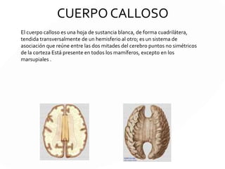 DIVISIONES DEL CEREBRO
Los surcos cerebrales más
importantes determinan la división
de los hemisferios en lóbulos.
El lóbulo frontal está situado por
delante de la Cisura de Rolando, el
lóbulo temporal se localiza por
debajo de la cisura lateral o de
Silvio.
 