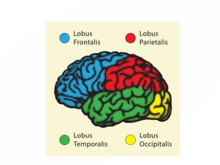 CUERPO CALLOSO
El cuerpo calloso es una hoja de sustancia blanca, de forma cuadrilátera,
tendida transversalmente de un hemisferio al otro; es un sistema de
asociación que reúne entre las dos mitades del cerebro puntos no simétricos
de la corteza Está presente en todos los mamíferos, excepto en los
marsupiales .
 