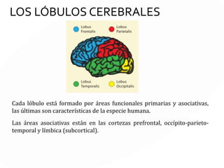 LOBULOS
CEREBRALES
 