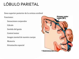 LOS LÓBULOS CEREBRALES
Cada lóbulo está formado por áreas funcionales primarias y asociativas,
las últimas son características de la especie humana.
Las áreas asociativas están en las cortezas prefrontal, occípito-parieto-
temporal y límbica (subcortical).
 