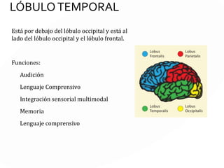 LÓBULO OCCIPITAL
Es el más pequeño de los cuatro lóbulos, ocupa el polo posterior del
cerebro.
Funciones:
Visión y control motor ocular
 