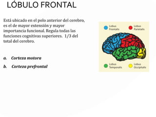 LÓBULO PARIETAL
Zona superior posterior de la corteza cerebral
Funciones:
Sensaciones corporales
Cálculo
Sentido del gusto
Control motor
Imagen mental de nuestro cuerpo
Memoria
Orientación espacial
 
