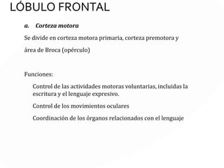 LÓBULOTEMPORAL
Está por debajo del lóbulo occipital y está al
lado del lóbulo occipital y el lóbulo frontal.
Funciones:
Audición
Lenguaje Comprensivo
Integración sensorial multimodal
Memoria
Lenguaje comprensivo
 