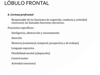 LÓBULO FRONTAL
a. Corteza motora
Se divide en corteza motora primaria, corteza premotora y
área de Broca (opérculo)
Funciones:
Control de las actividades motoras voluntarias, incluidas la
escritura y el lenguaje expresivo.
Control de los movimientos oculares
Coordinación de los órganos relacionados con el lenguaje
 