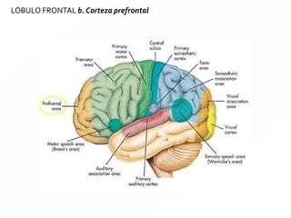 LÓBULO FRONTAL Corteza Motora
 