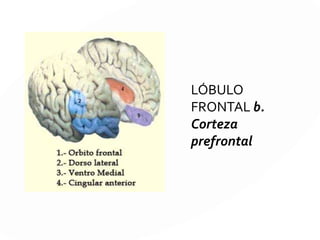 LÓBULO FRONTAL
b. Corteza prefrontal
Responsable de las funciones de cognición, conducta y actividad
emocional, las llamadas funciones ejecutivas.
Funciones específicas:
Inteligencia, abstracción y razonamiento
Atención
Memoria (contextual, temporal, prospectiva y de trabajo)
Lenguaje expresivo
Flexibilidad mental (adaptación)
Control motor
Actividad emocional
 