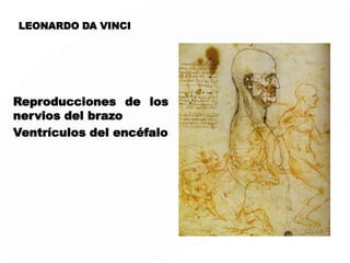 LEONARDO DA VINCI
Reproducciones de los
nervios del brazo
Ventrículos del encéfalo
 