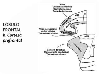 LÓBULO FRONTAL b. Corteza prefrontal
 