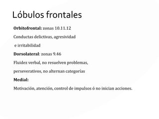 LÓBULO
FRONTAL b.
Corteza
prefrontal
 