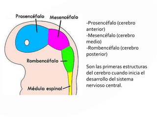 Lóbulos frontales
Orbitofrontal: zonas 10.11.12
Conductas delictivas, agresividad
e irritabilidad
Dorsolateral: zonas 9.46
Fluidez verbal, no resuelven problemas,
perseverativos, no alternan categorías
Medial:
Motivación, atención, control de impulsos ó no inician acciones.
 