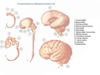 SUBDIVISIONES
DEL ENCEFALO
 