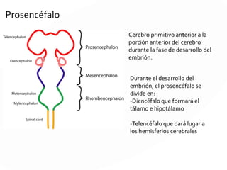 -Prosencéfalo (cerebro
anterior)
-Mesencéfalo (cerebro
medio)
-Rombencéfalo (cerebro
posterior)
Son las primeras estructuras
del cerebro cuando inicia el
desarrollo del sistema
nervioso central.
 