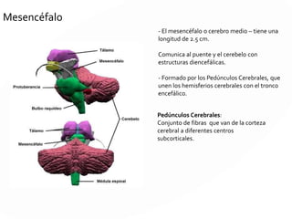 1. Prosencéfalo
2.Mesencéfalo
3. Romboencéfalo
4.Médula espinal (futura)
5. Diencéfalo
6.Telencéfalo
7. Mielencéfalo, futuro bulbo
8. Médula espinal
9. Hemisferio cerebral
10.Lóbulo olfatorio
11. Nervio óptico
12.Cerebelo
13.Metencéfalo
 