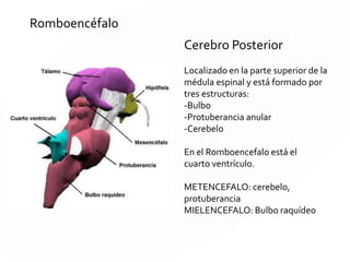 Prosencéfalo
Cerebro primitivo anterior a la
porción anterior del cerebro
durante la fase de desarrollo del
embrión.
Durante el desarrollo del
embrión, el prosencéfalo se
divide en:
-Diencéfalo que formará el
tálamo e hipotálamo
-Telencéfalo que dará lugar a
los hemisferios cerebrales
 