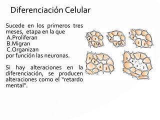 Romboencéfalo
Cerebro Posterior
Localizado en la parte superior de la
médula espinal y está formado por
tres estructuras:
-Bulbo
-Protuberancia anular
-Cerebelo
En el Romboencefalo está el
cuarto ventrículo.
METENCEFALO: cerebelo,
protuberancia
MIELENCEFALO: Bulbo raquídeo
 