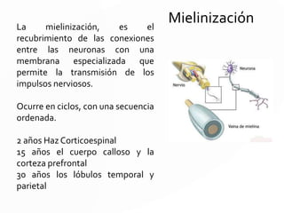 Es un proceso mediante el cual se modifica en estructura y
en funcionamiento el cerebro. Depende de:
1.Mienilización
2.Tonicidad muscular
3.Diferenciación celular y de la
4. Estimulación ambiental
La maduración correlaciona con los cambios y avances en
las funciones cognoscitivas. Por ejemplo con el desarrollo
motor, del lenguaje o el psicosocial.
 