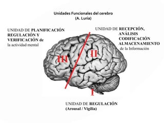 DIVISIÓN FUNCIONAL
DEL ENCÉFALO
EL CEREBRO EN ACCIÓN
THE WORKING BRAIN 1974
LURIA
 