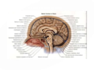 Principios Básicos del Modelo de Alexander Luria
1.- El cerebro está Jerárquicamente Organizado.
2.- Las áreas corticales decrecen en especificidad
(del procesamiento simple a la complejidad
integracional)
3.- Promoción de la Lateralización de funciones
(de la indeferenciación a la conformación de sistemas
hemisféricos)
 