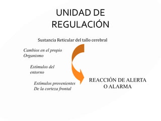 Unidades Funcionales del cerebro
(A. Luria)
UNIDAD DE REGULACIÓN
(Arousal / Vigilia)
UNIDAD DE RECEPCIÓN,
ANÁLISIS
CODIFICACIÓN
ALMACENAMIENTO
de la Información
UNIDAD DE PLANIFICACIÓN
REGULACIÓN Y
VERIFICACIÓN de
la actividad mental
 