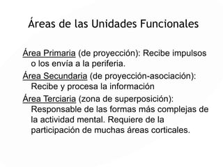 UNIDAD DE
REGULACIÓN
Sustancia Reticular del tallo cerebral
REACCIÓN DE ALERTA
O ALARMA
Cambios en el propio
Organismo
Estímulos del
entorno
Estímulos provenientes
De la corteza frontal
 