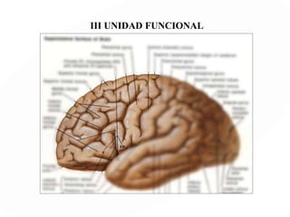 II UNIDAD FUNCIONAL
Visual
Auditiva
Sensorial
P
A
T
R
Ó
N
A
N
A
T
O
M
O
-
F
U
N
C
I
O
N
A
L
H
O
M
Ó
L
O
G
O
ÁREA PRIMARIA:
(Receptiva)
ÁREA SECUNDARIA
(sintetiza y codifica)
ÁREA TERCIARIA
(integración)
 