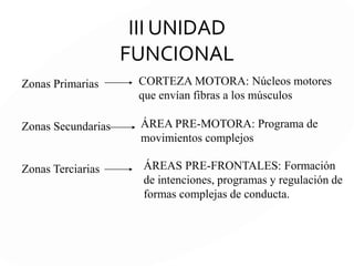 Áreas de las Unidades Funcionales
Área Primaria (de proyección): Recibe impulsos
o los envía a la periferia.
Área Secundaria (de proyección-asociación):
Recibe y procesa la información
Área Terciaria (zona de superposición):
Responsable de las formas más complejas de
la actividad mental. Requiere de la
participación de muchas áreas corticales.
 
