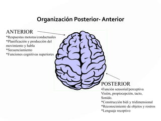 III UNIDAD
FUNCIONAL
Zonas Primarias
Zonas Secundarias
Zonas Terciarias
CORTEZA MOTORA: Núcleos motores
que envían fibras a los músculos
ÁREA PRE-MOTORA: Programa de
movimientos complejos
ÁREAS PRE-FRONTALES: Formación
de intenciones, programas y regulación de
formas complejas de conducta.
 